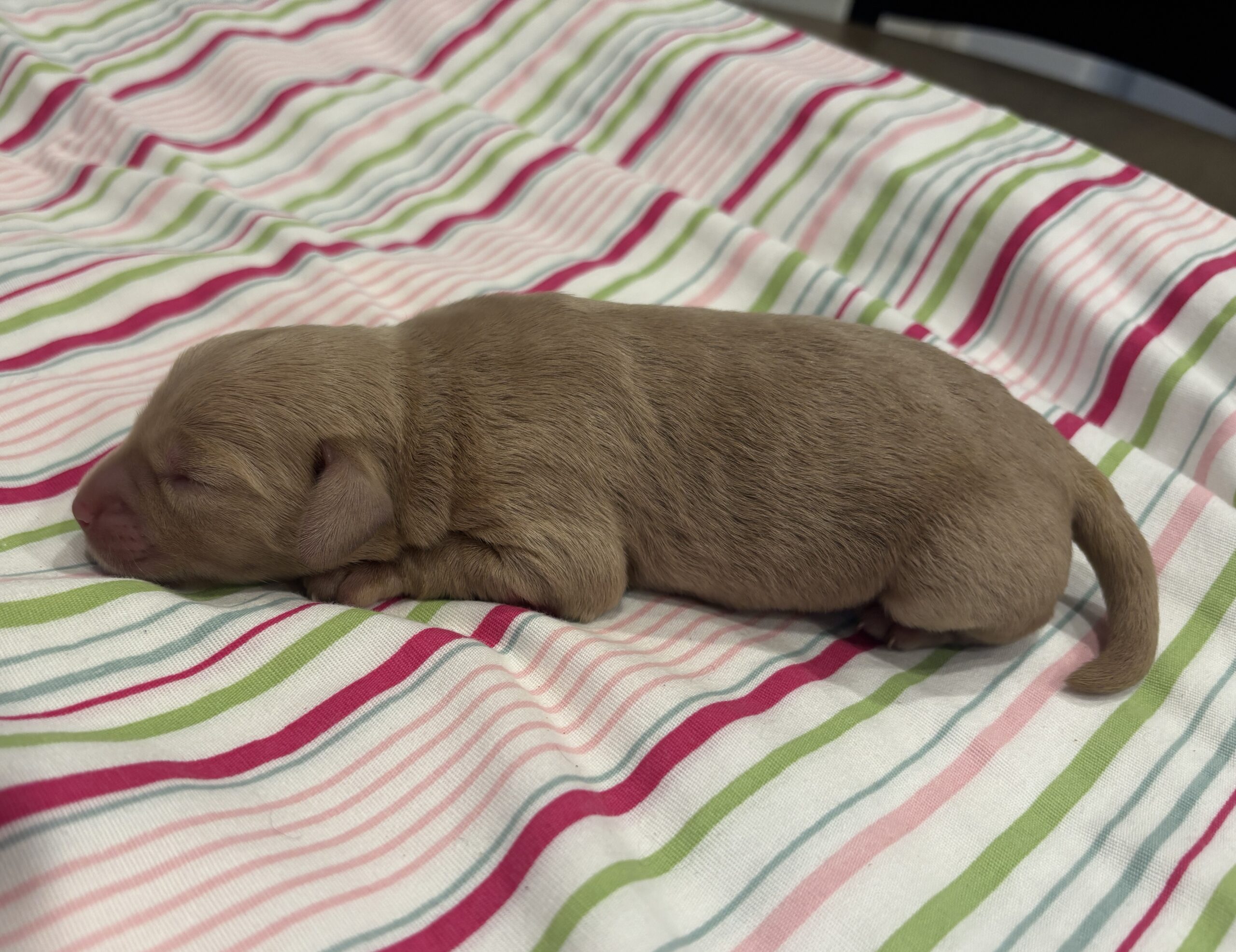 Moe – Miniature Schnoodle $2700
