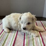 Pearl – Toy Chonzer $2200