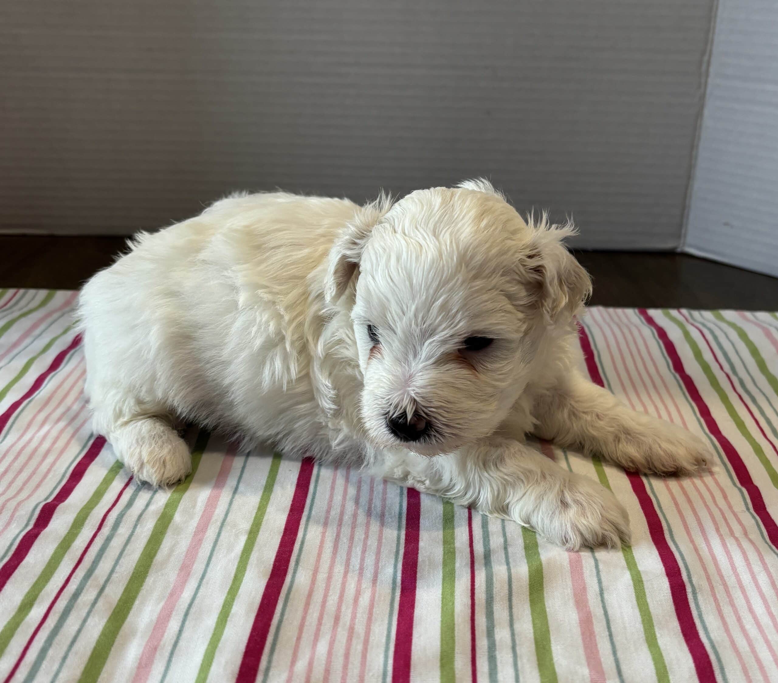 Pearl – Toy Chonzer $2200