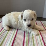 Pearl – Toy Chonzer $2200