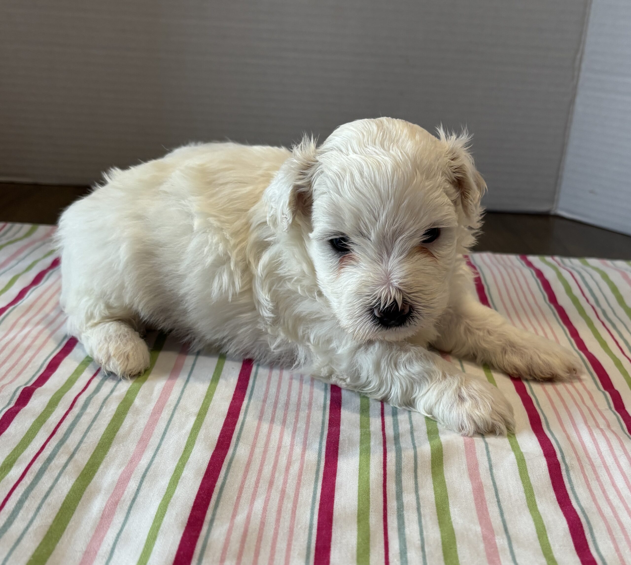 Pearl – Toy Chonzer $2200