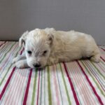 Pearl – Toy Chonzer $2200