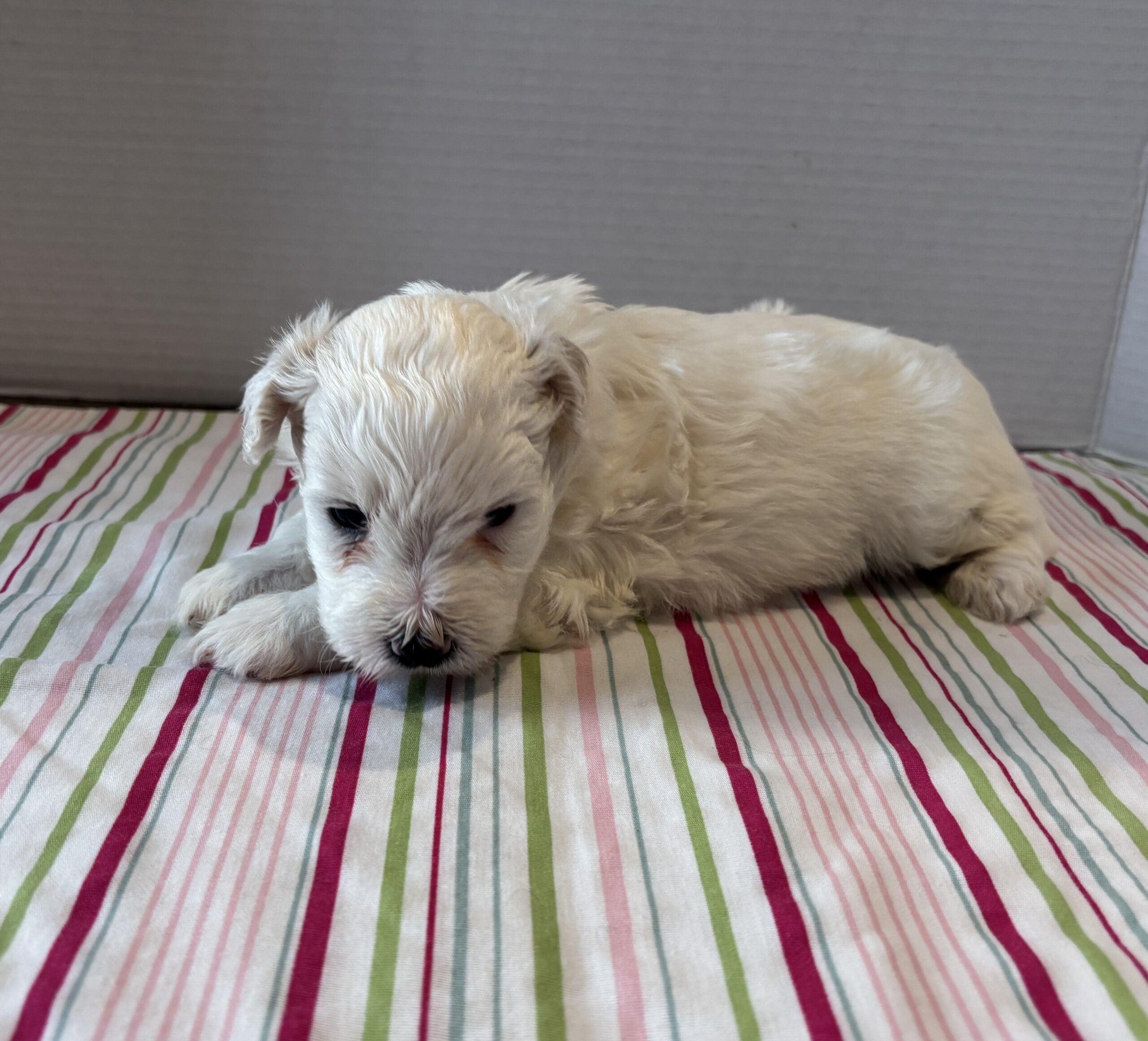 Pearl – Toy Chonzer $2200