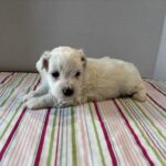 Pearl – Toy Chonzer $2200