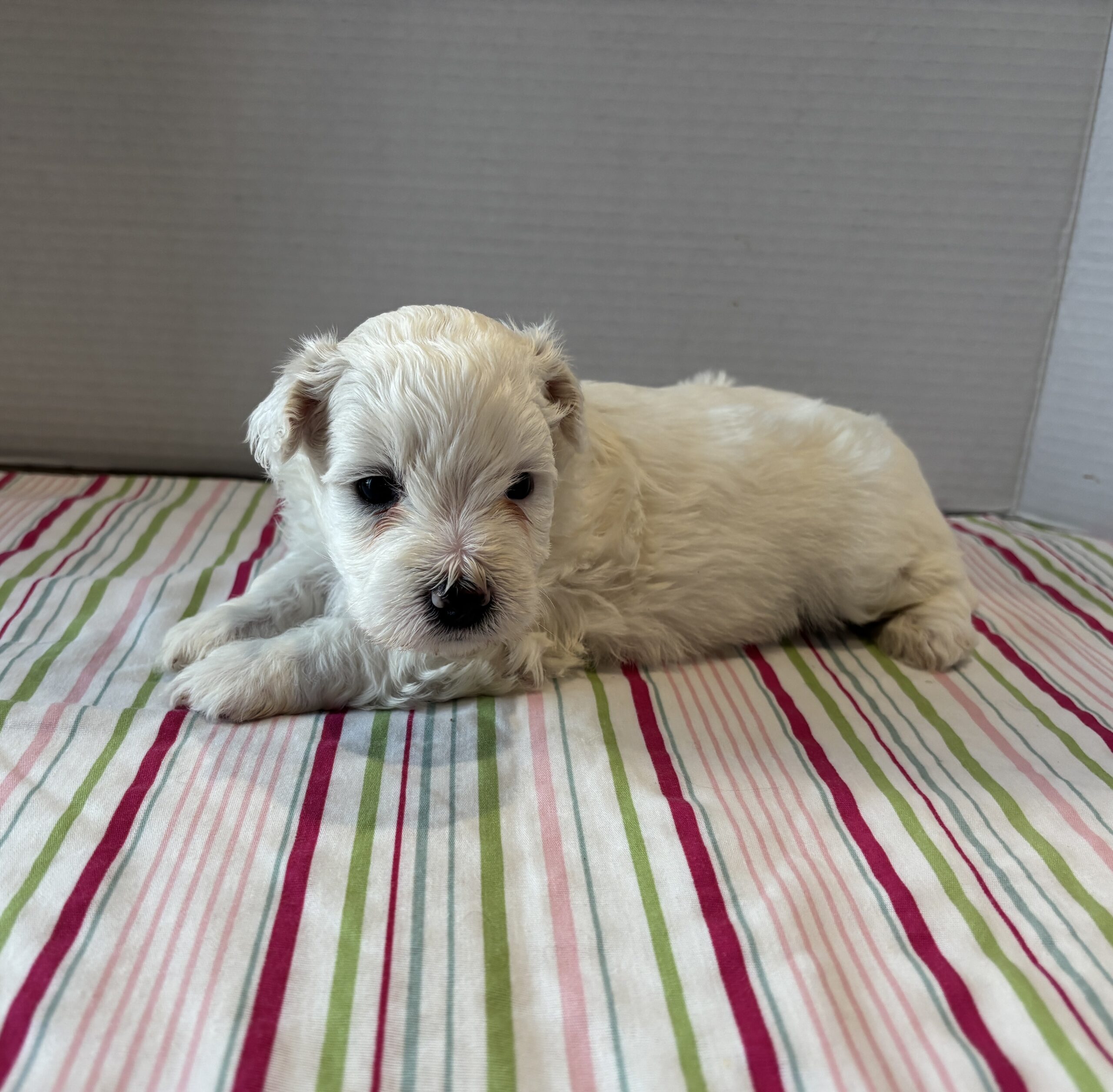 Pearl – Toy Chonzer $2200