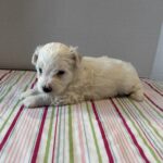 Pearl – Toy Chonzer $2200