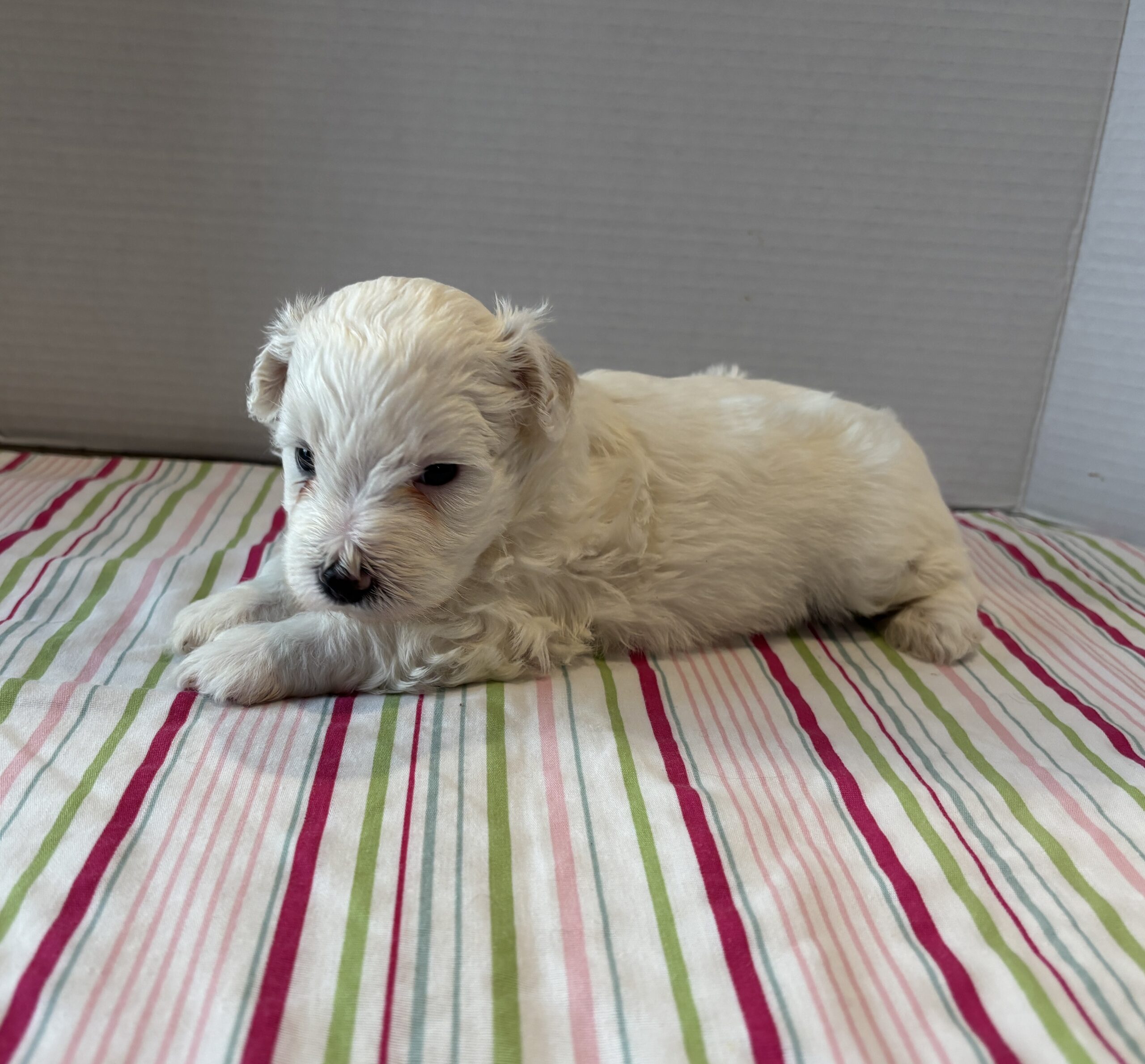 Pearl – Toy Chonzer $2200