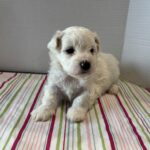 Pearl – Toy Chonzer $2200
