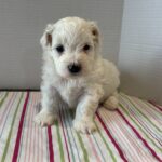 Pearl – Toy Chonzer $2200