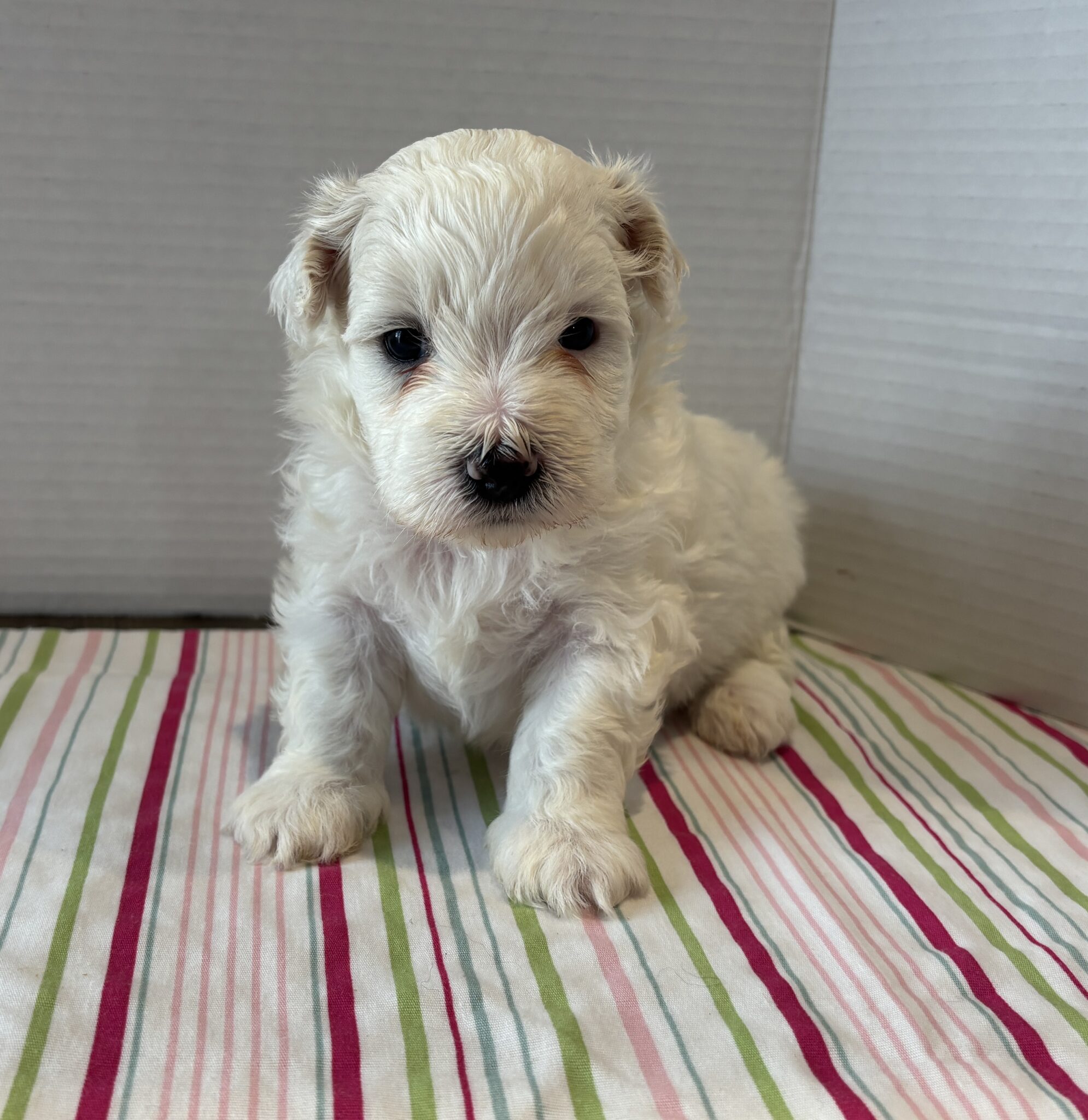 Schnoodle Puppies For Sale | Domino Schnoodles