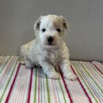 Sahara – Toy Chonzer $2200