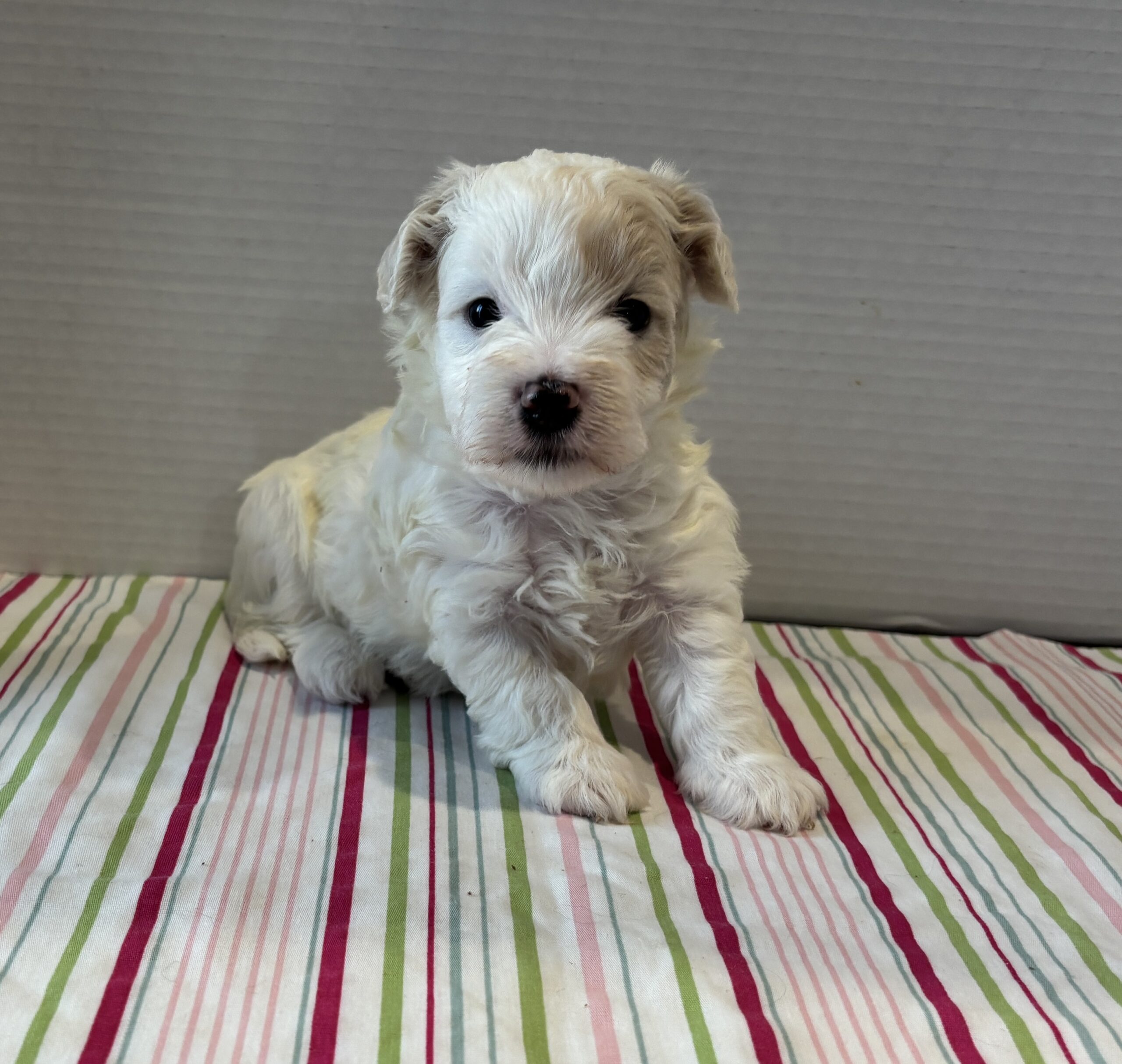Sahara – Toy Chonzer $2200