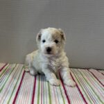 Sahara – Toy Chonzer $2200