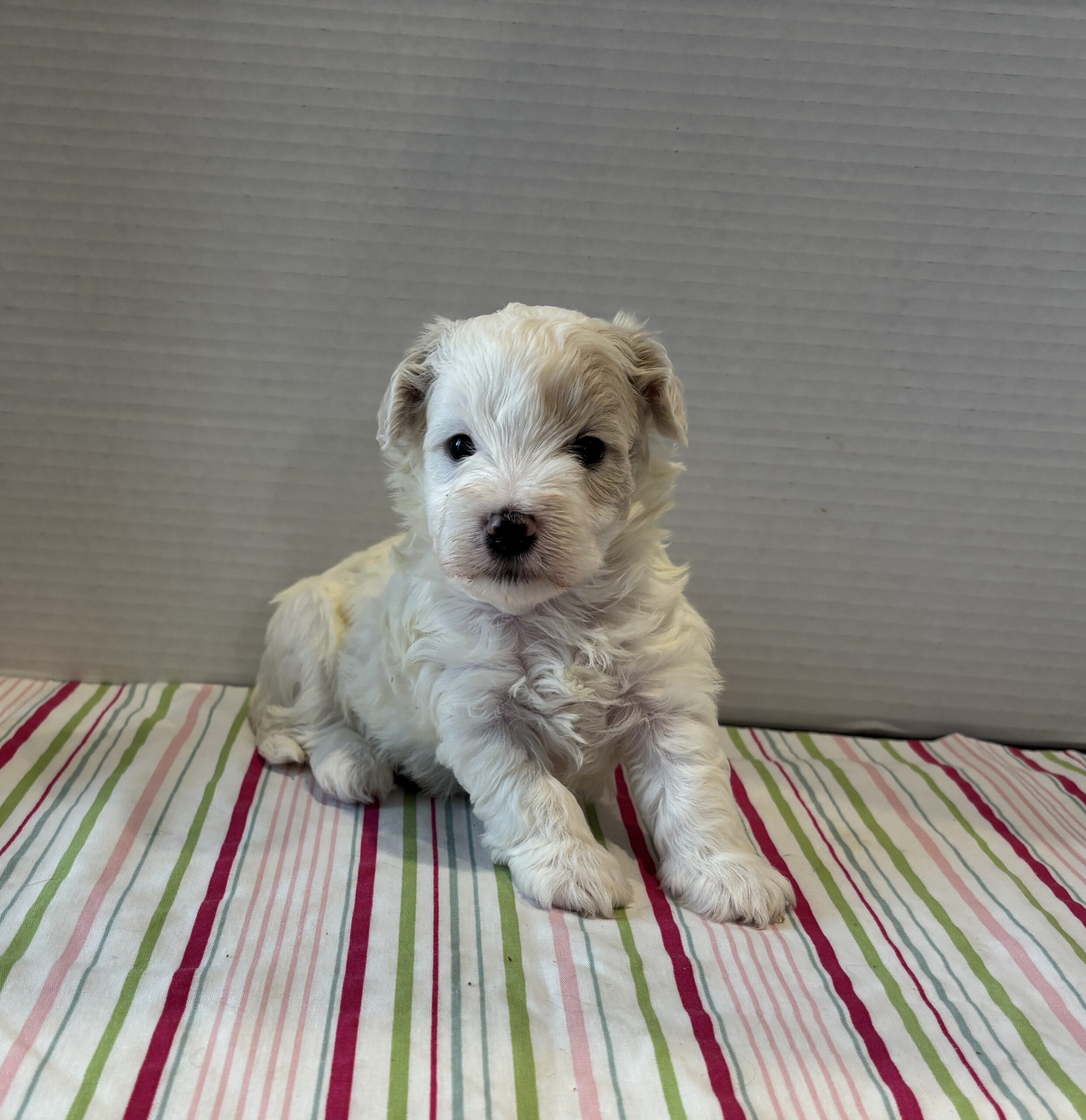 Sahara – Toy Chonzer $2200
