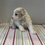 Sahara – Toy Chonzer $2200