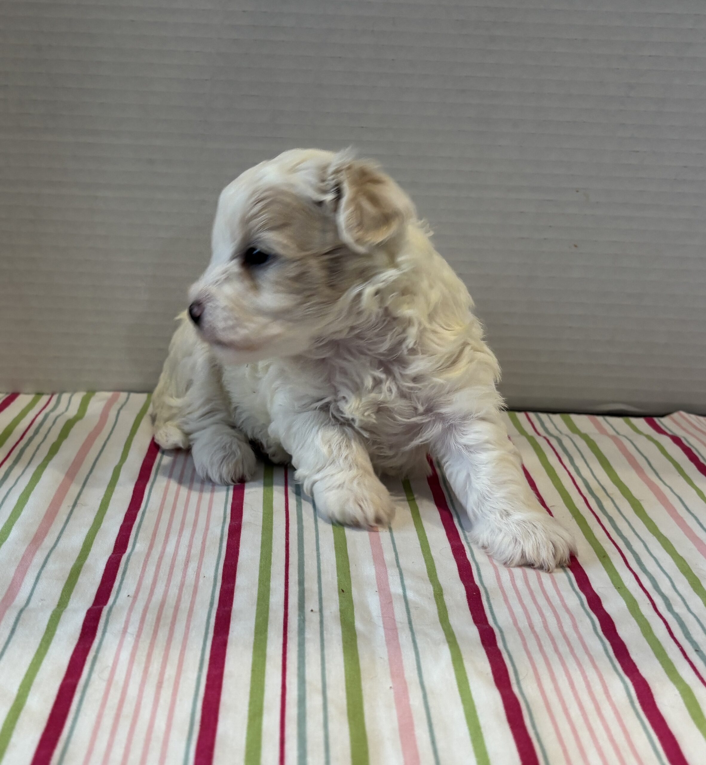 Sahara – Toy Chonzer $2200