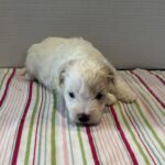Sahara – Toy Chonzer $2200