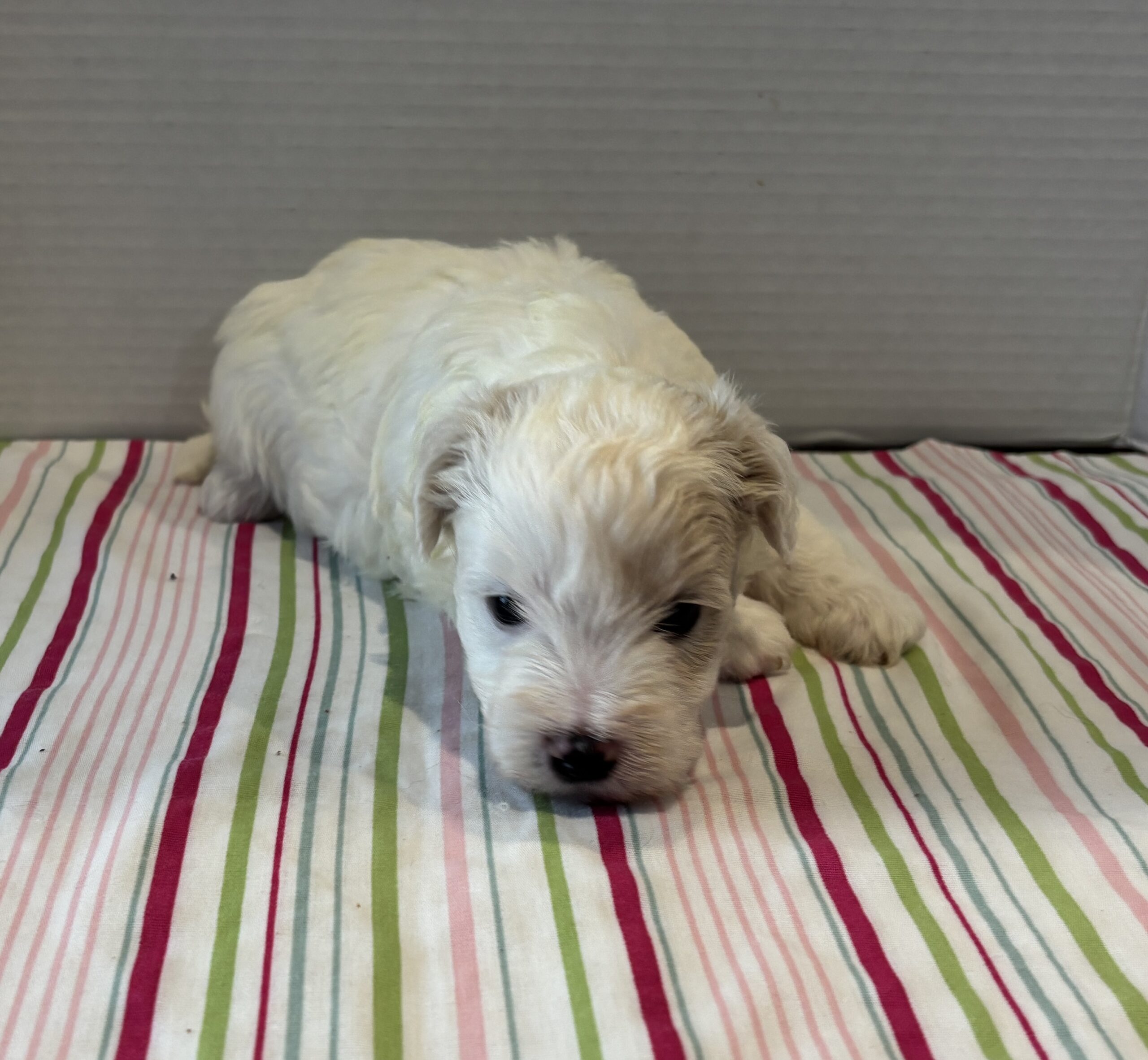Sahara – Toy Chonzer $2200