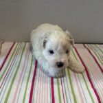 Sahara – Toy Chonzer $2200