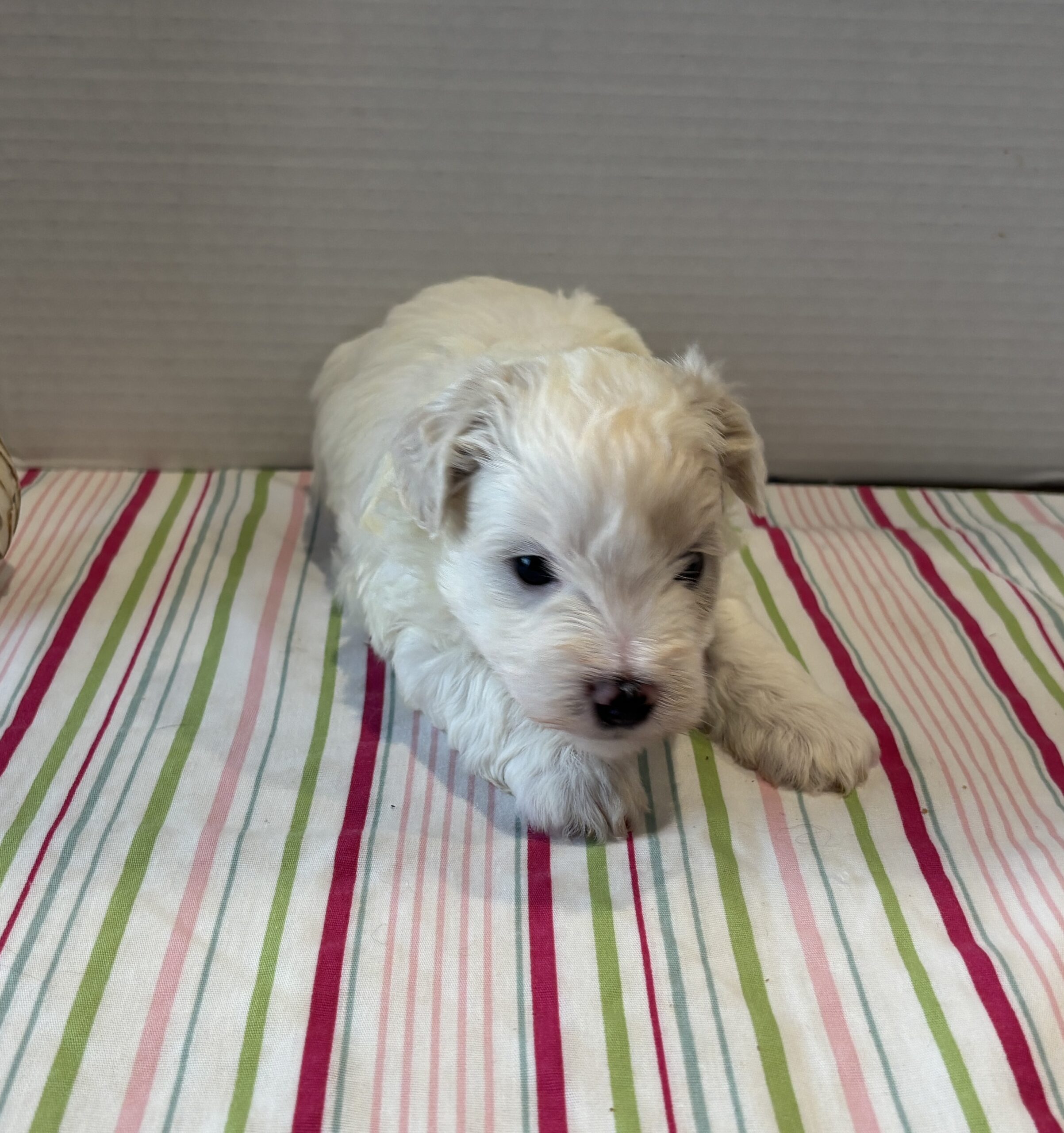 Sahara – Toy Chonzer $2200