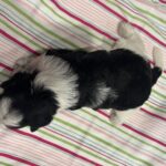Selma – Miniature Schnoodle $2500