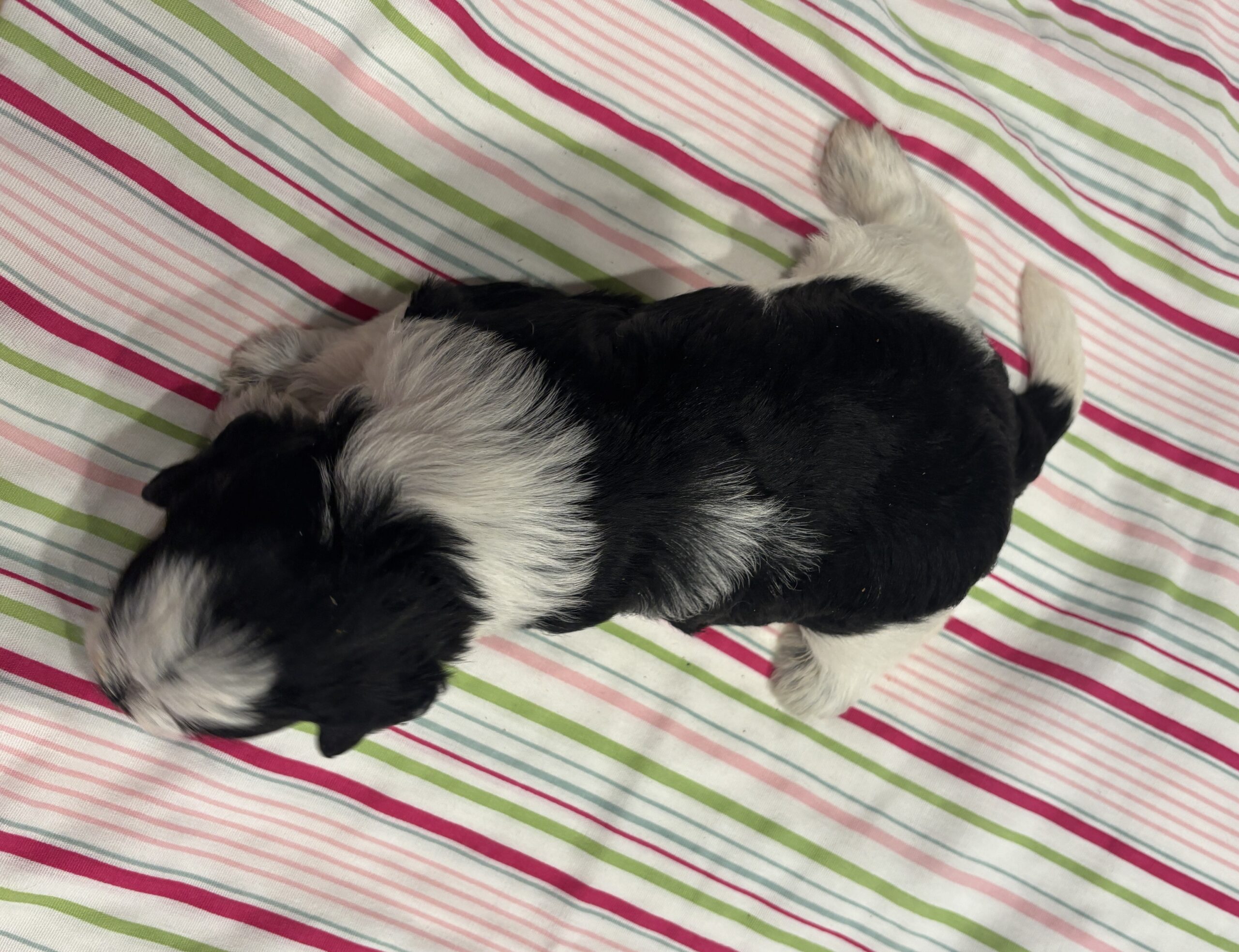 Selma – Miniature Schnoodle $2500