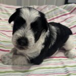 Selma – Miniature Schnoodle $2500