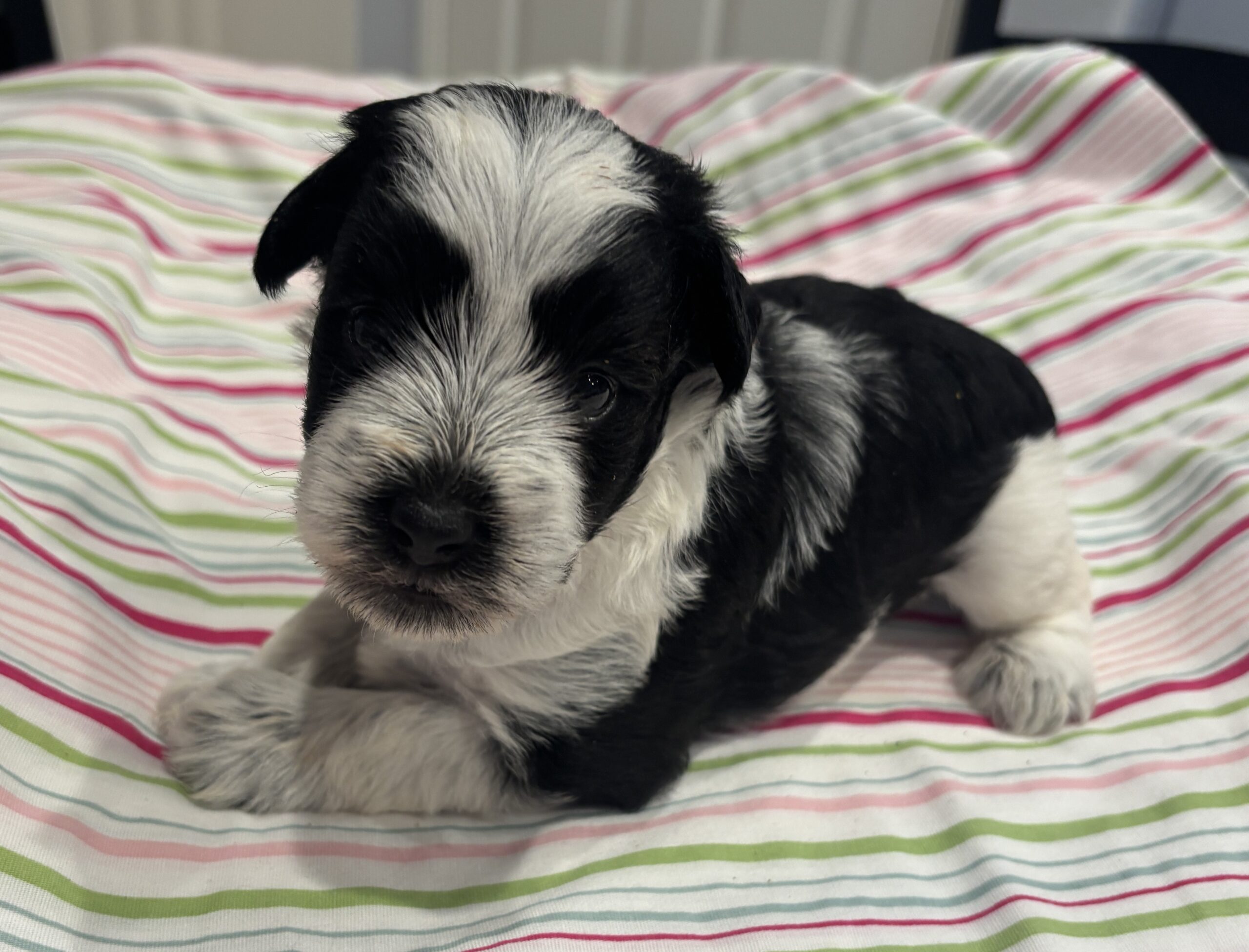 Selma – Miniature Schnoodle $2500