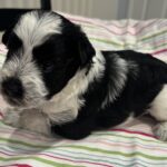 Selma – Miniature Schnoodle $2500
