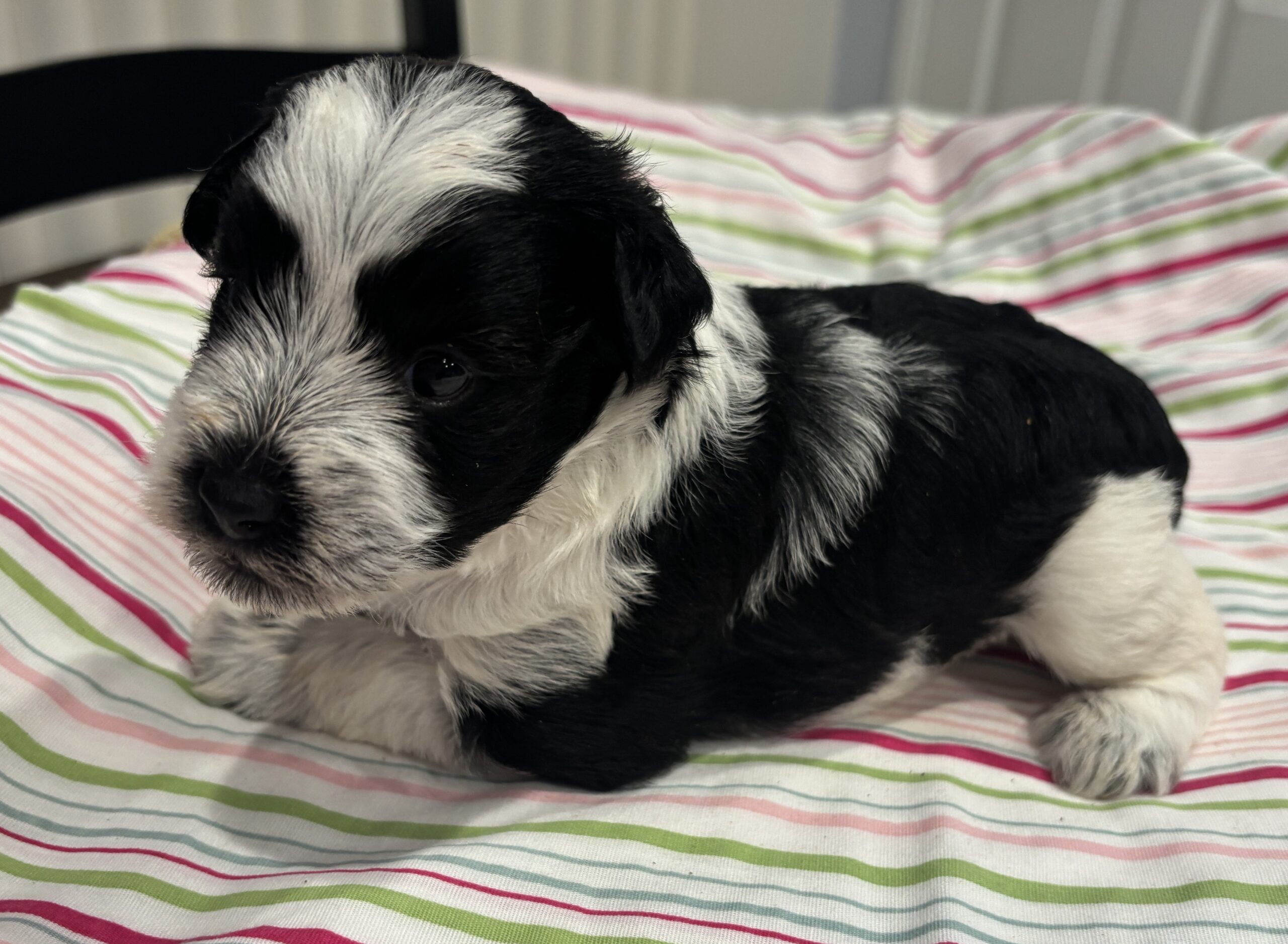 Selma – Miniature Schnoodle $2500