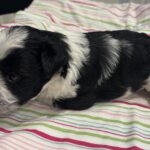 Selma – Miniature Schnoodle $2500