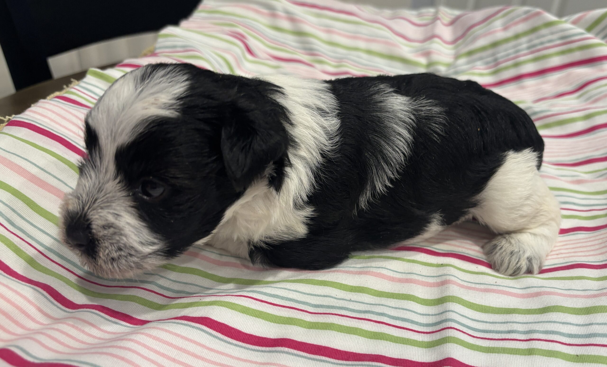 Selma – Miniature Schnoodle $2500