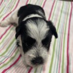 Selma – Miniature Schnoodle $2500