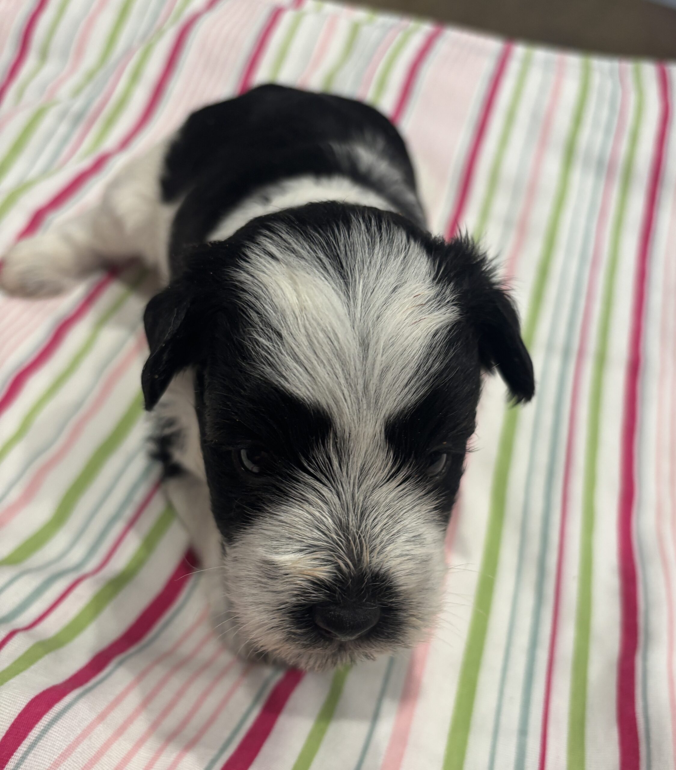 Selma – Miniature Schnoodle $2500