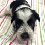 Selma – Miniature Schnoodle $2500