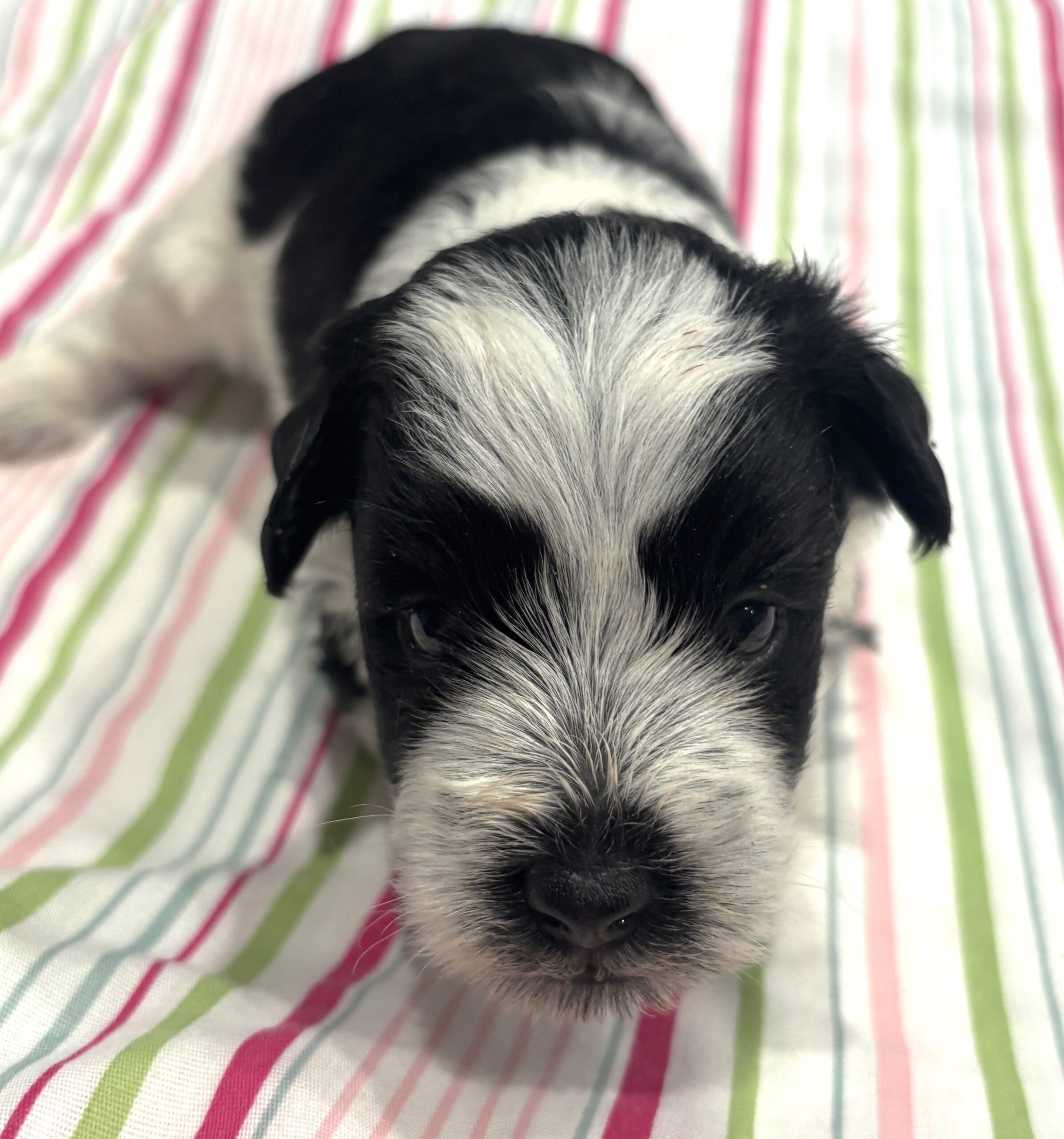 Selma – Miniature Schnoodle $2500
