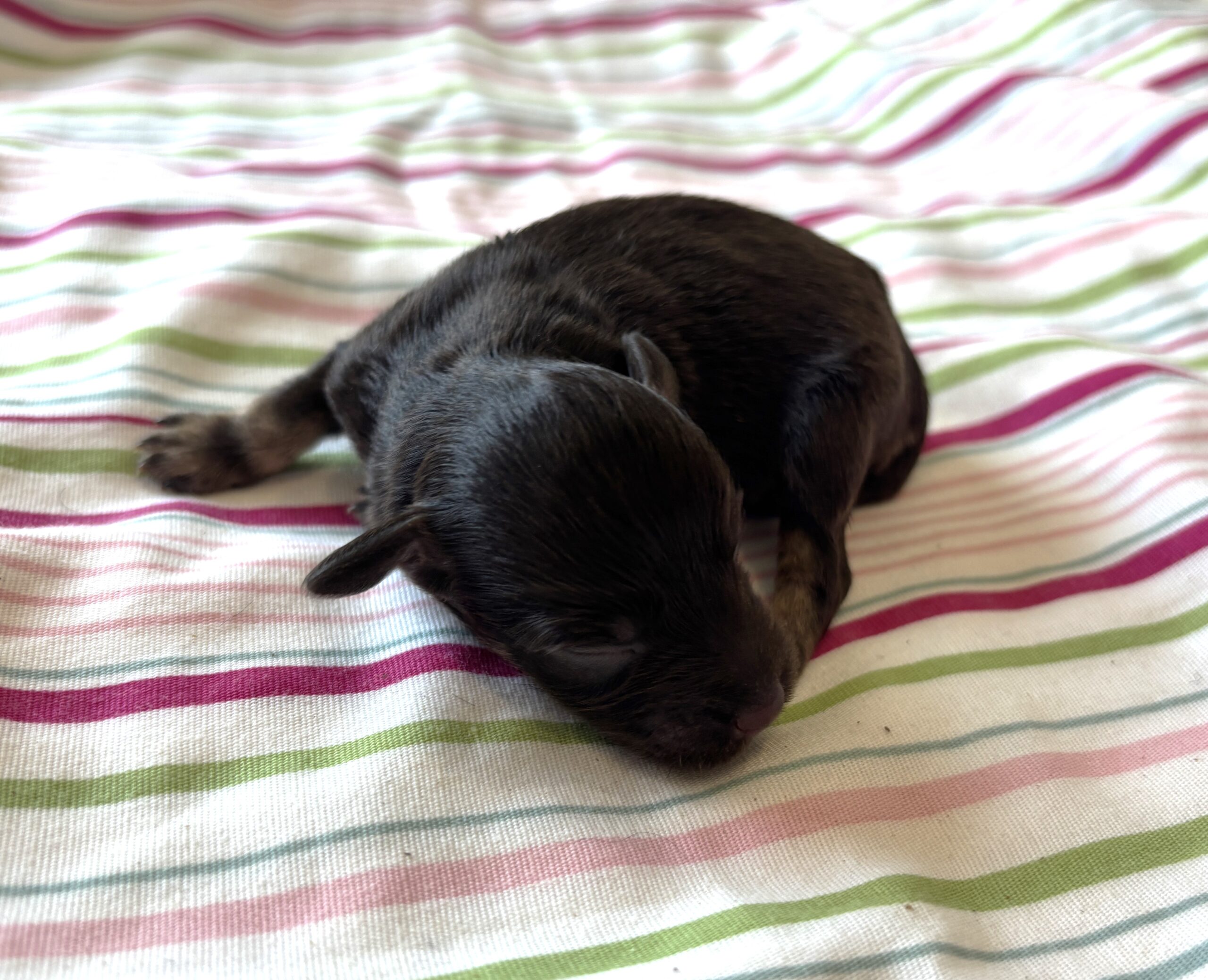 Storm – Toy Schnauzer $2700