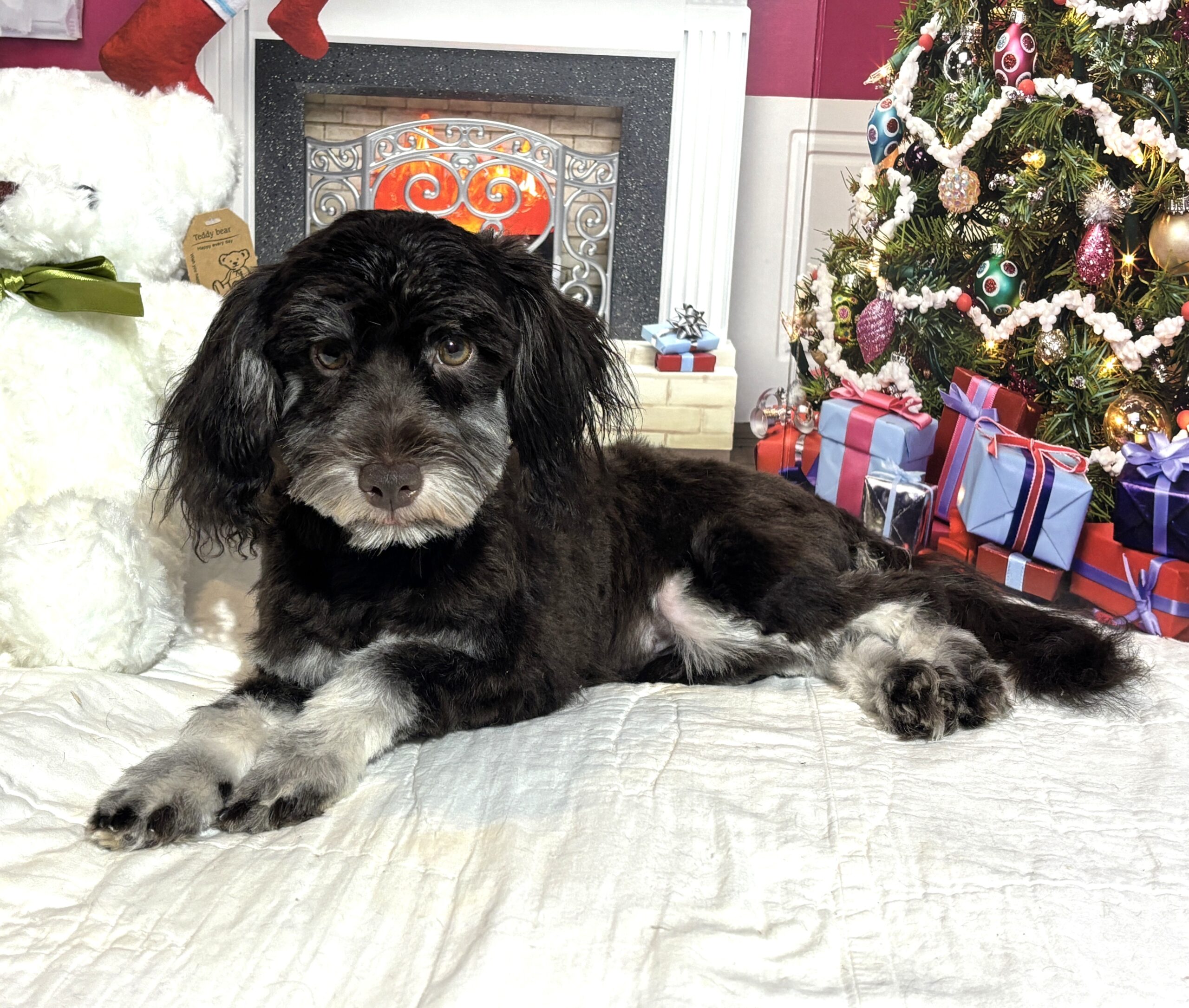 Storm – Toy Schnauzer $1800