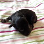 Storm – Toy Schnauzer $2700