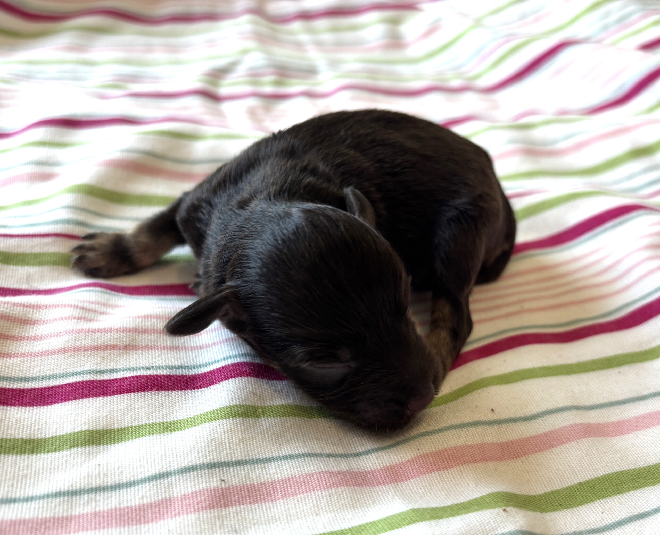 Storm – Toy Schnauzer $2700