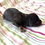 Storm – Toy Schnauzer $2700