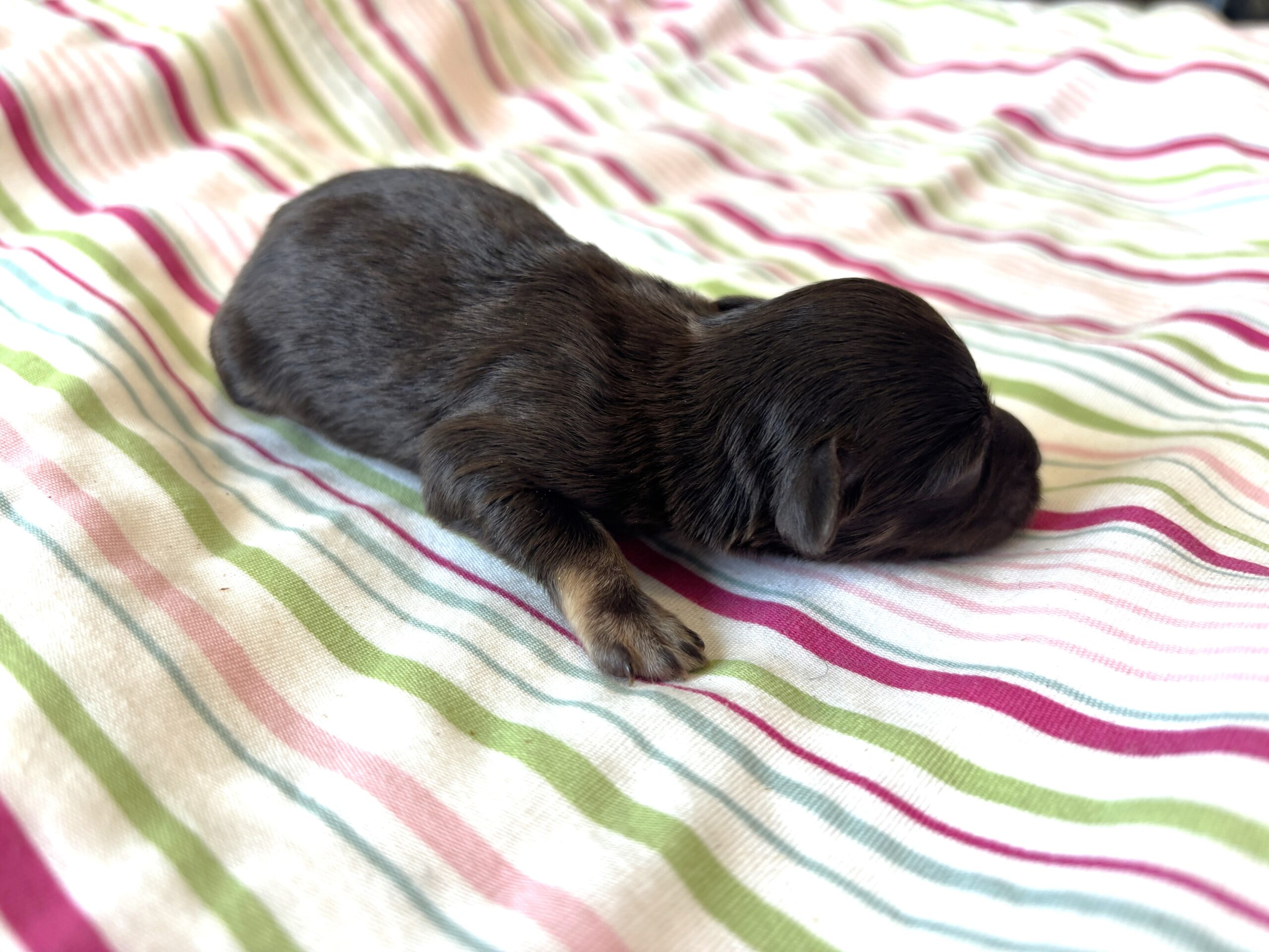 Storm – Toy Schnauzer $2700