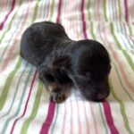 Storm – Toy Schnauzer $2700