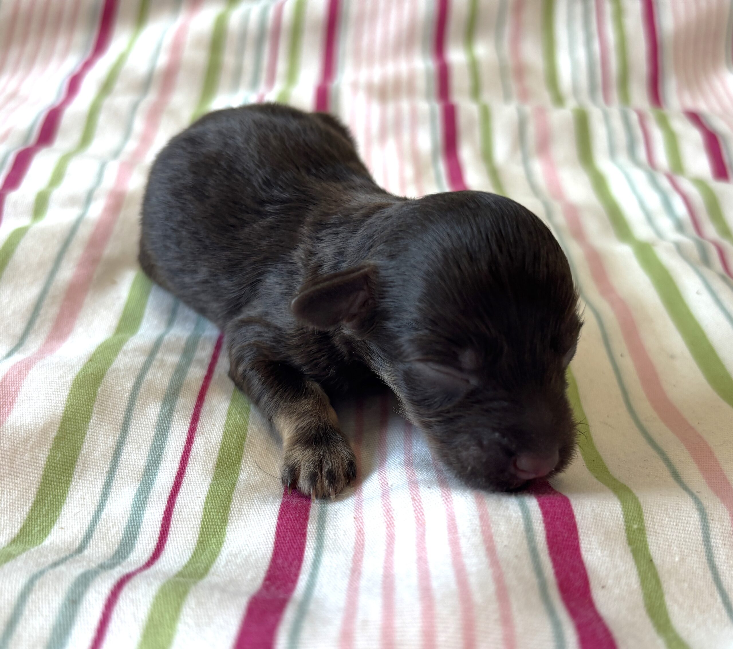 Storm – Toy Schnauzer $2700