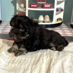 Storm – Toy Schnauzer $2700