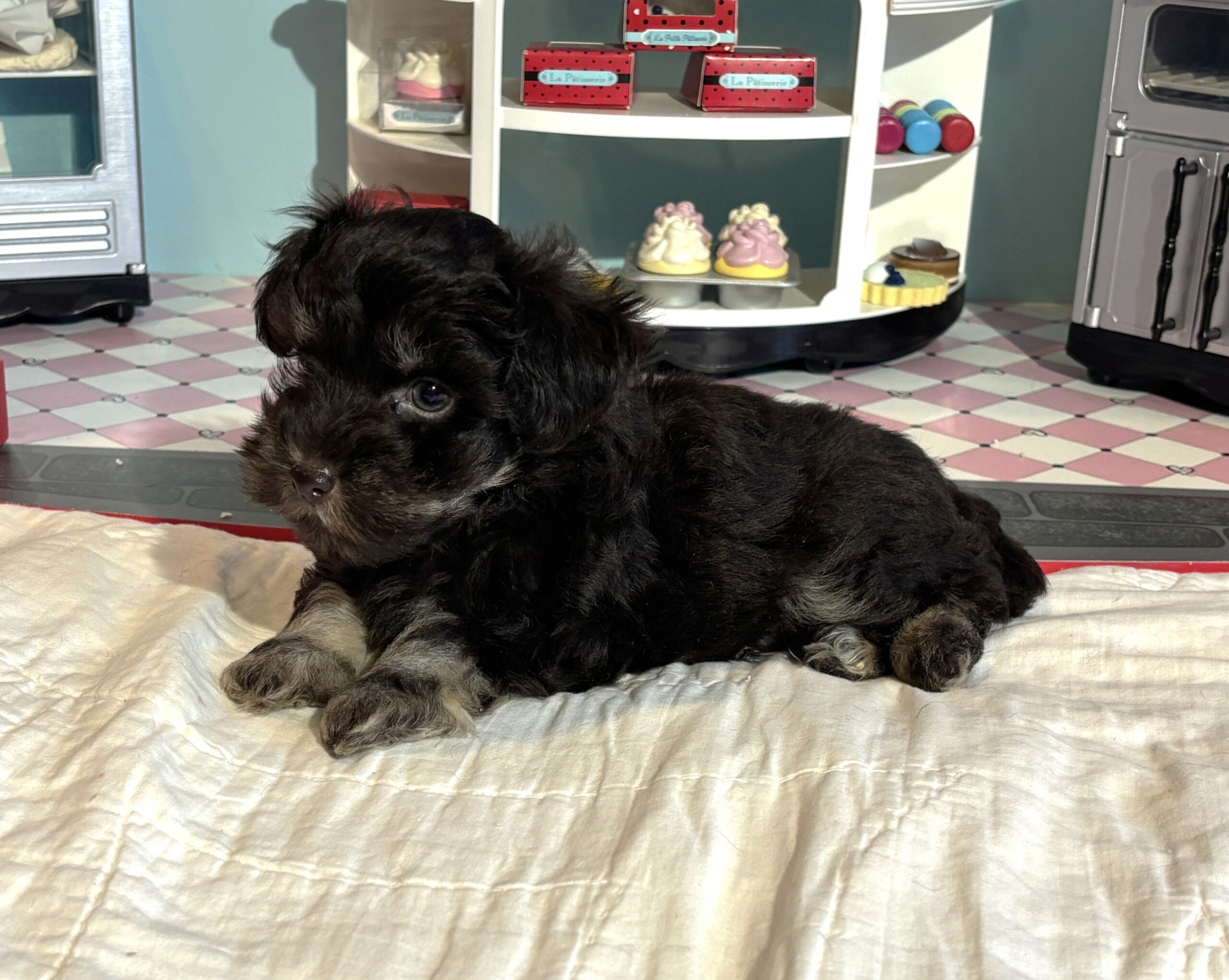 Storm – Toy Schnauzer $2700