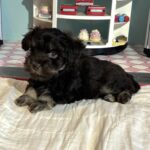 Storm – Toy Schnauzer $2700