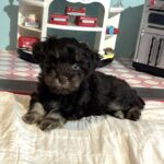Storm – Toy Schnauzer $2700
