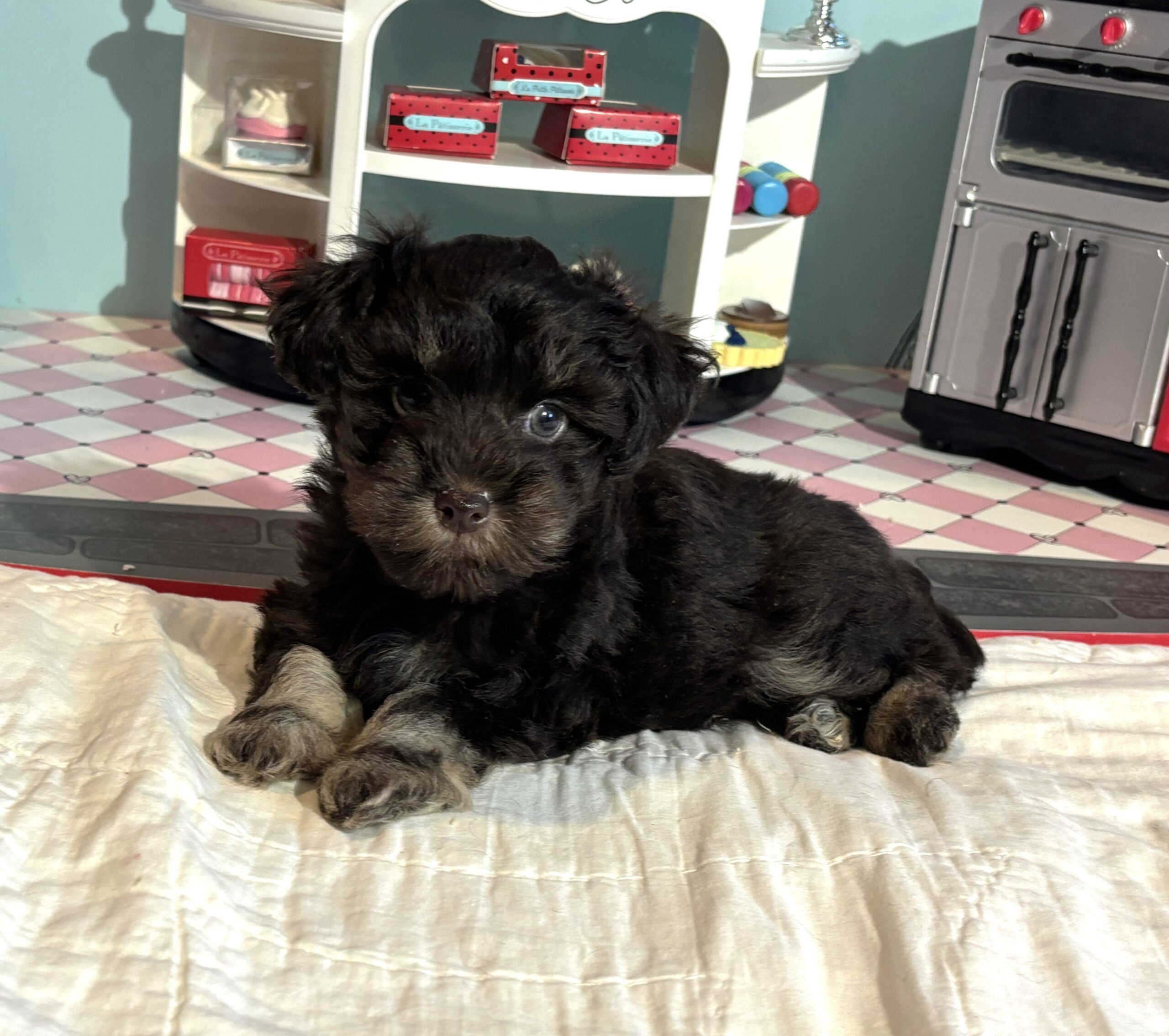 Storm – Toy Schnauzer $2700