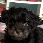 Storm – Toy Schnauzer $2700